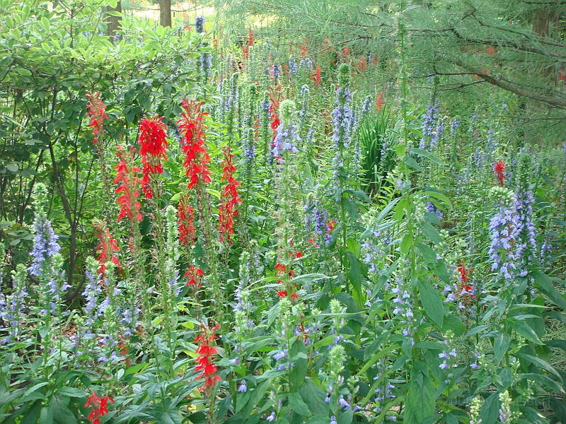 221 Longwood Gardens [2008 August 23].JPG - Longwood Gardens in Pennsylvania